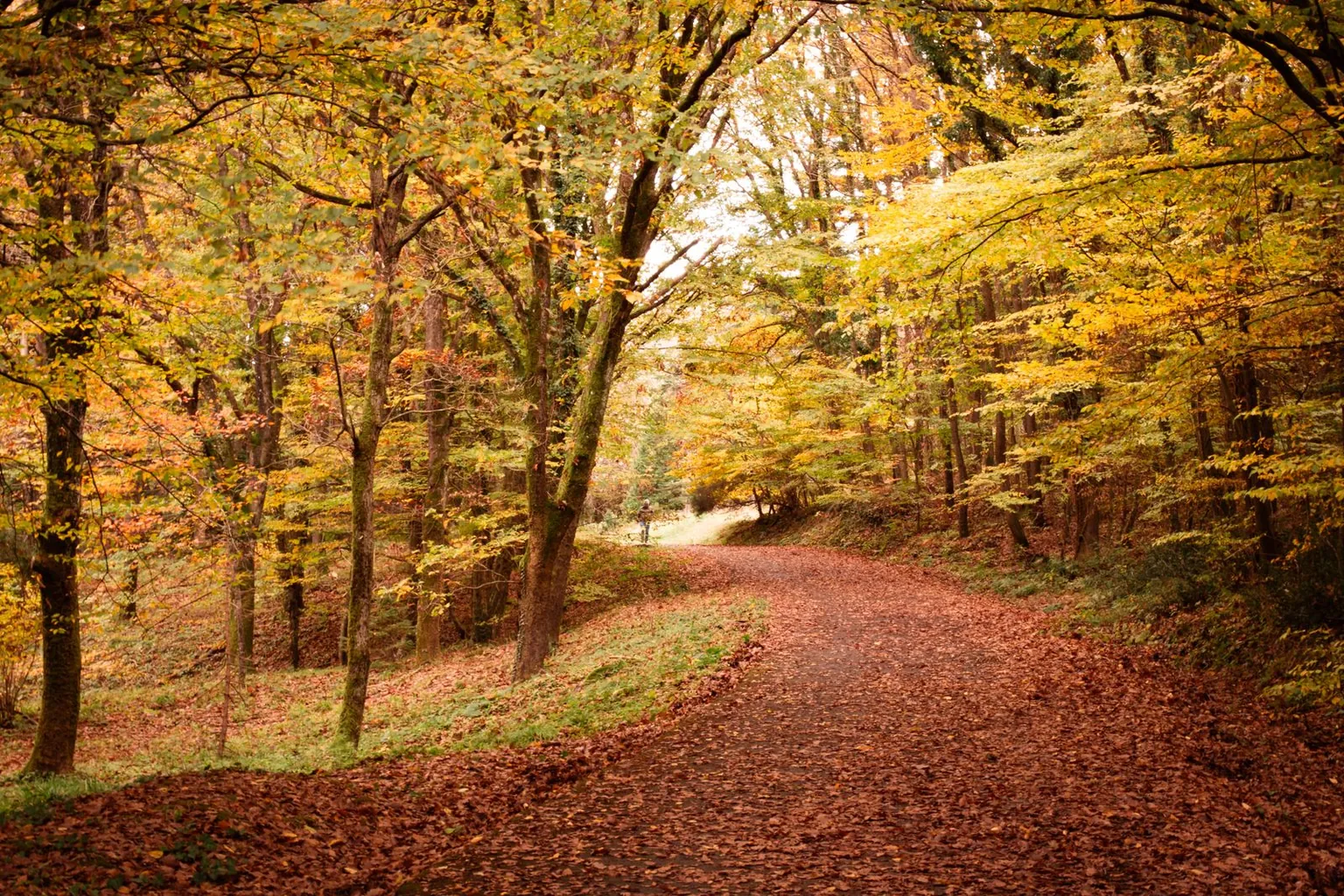 Un chemin forestier couvert de feuilles orange en automne.