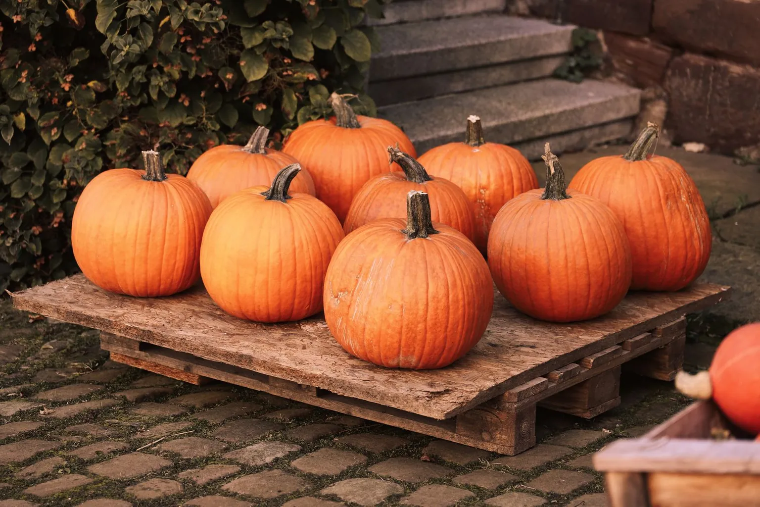Des citrouilles orange posées sur une palette en bois.
