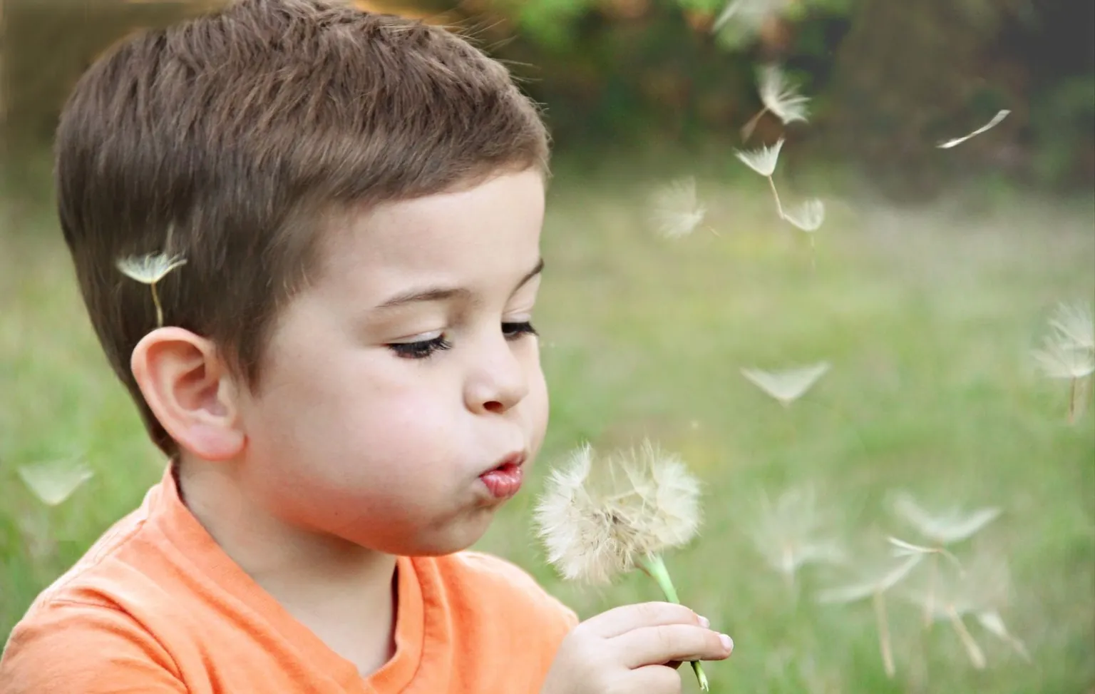 Un petit garçon souffle sur une fleur de pissenlit.